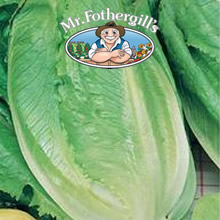 Vegetable Explorer Romaine Ballon Lettuce Seeds