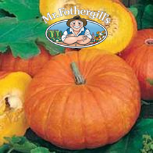 Vegetable Explorer Rouge Vif d'Etampes Pumpkin Seeds
