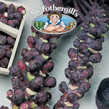 Vegetable Explorer Rubine Brussels Sprout Seeds