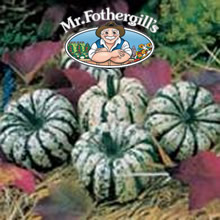 Vegetable Explorer Sweet Dumpling (Winter) Squash Seeds