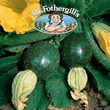 Vegetable Explorer Tondo di Piacenza Courgette Seeds