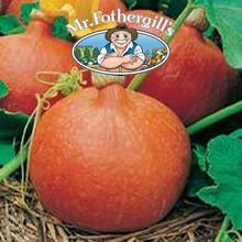 Vegetable Explorer Uchili Kuri (Winter) Squash Seeds