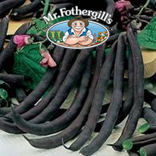 Vegetable Explorer Violet Podded Climbing Bean Seeds
