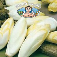 Vegetable Explorer (Witloof) Zoom F1 Chicory Seeds