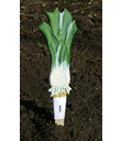 Veggie Stikk - Leek