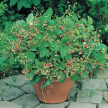 World Kitchen (Alpine) Baron Solemacher Strawberry Seeds