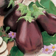 World Kitchen Bellezza Nera Aubergine Seeds