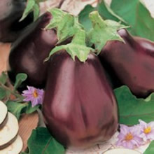 World Kitchen Bellezza Nera Aubergine Seeds