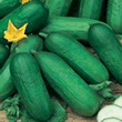 World Kitchen Beth Alpha Cucumber Seeds