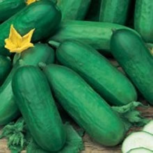 World Kitchen Beth Alpha Cucumber Seeds