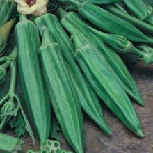 World Kitchen Cajun Delight F1 Okra Seeds