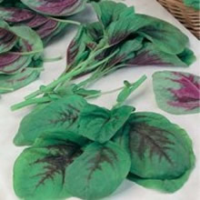 World Kitchen Calaloo Red Leaf Amaranthus Seeds