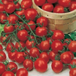 World Kitchen Chipano F1 Tomato Seeds