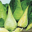 World Kitchen Filderkraut Cabbage Seeds