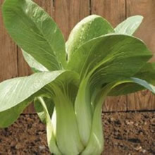 World Kitchen Hei Xia F1 Pak Choi Seeds