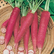 World Kitchen Hilds Roter Neckarruhm Radish Seeds