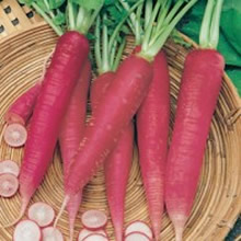 World Kitchen Hilds Roter Neckarruhm Radish Seeds