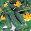 World Kitchen Hokus Gherkin Seeds