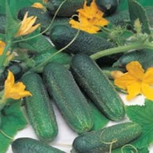 World Kitchen Hokus Gherkin Seeds