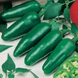 World Kitchen Hot Jalapeno Pepper Seeds