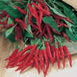 World Kitchen Hot Thai Culinary Pepper Seeds
