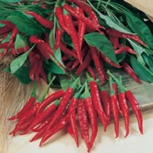 World Kitchen Hot Thai Culinary Pepper Seeds