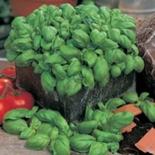 World Kitchen Italiano Classico Basil Seeds