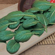 World Kitchen Komatsuna Torasan Mustard Spinach Seeds