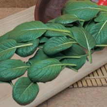 World Kitchen Komatsuna Torasan Mustard Spinach Seeds
