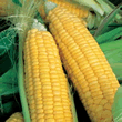 World Kitchen Lark F1 Sweetcorn Seeds