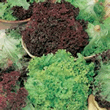 World Kitchen Lollo Bionda and Rosso Mixed Lettuce Seeds