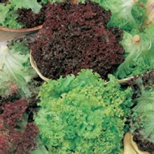 World Kitchen Lollo Bionda and Rosso Mixed Lettuce Seeds