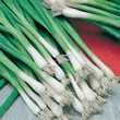 World Kitchen Japanese Bunching Long White Tokyo Onion Seeds
