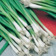 World Kitchen Japanese Bunching Long White Tokyo Onion Seeds