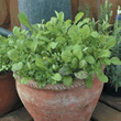 World Kitchen Mixed Mesclun Seeds