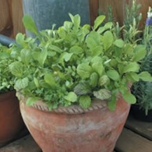 World Kitchen Mixed Mesclun Seeds