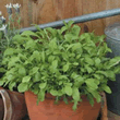 World Kitchen Mixed Rocket Seeds
