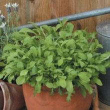 World Kitchen Mixed Rocket Seeds