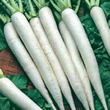 World Kitchen Mooli Minowase Nr2 Daikon Radish Seeds
