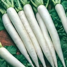 World Kitchen Mooli Minowase Nr2 Daikon Radish Seeds