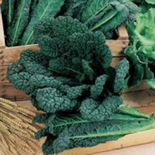 World Kitchen Nero di Toscana Kale Seeds