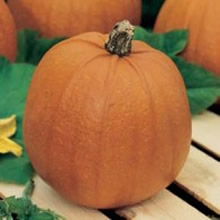 World Kitchen New England Pie Pumpkin Seeds
