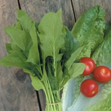 World Kitchen Oriental Mikado F1 Spinach Seeds