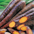World Kitchen Purple Haze F1 Carrot Seeds
