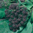 World Kitchen Purple Sprouting Extra Early Rudolph Broccoli Seeds
