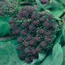 World Kitchen Purple Sprouting Extra Early Rudolph Broccoli Seeds