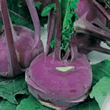 World Kitchen Purple Vienna Kohl Rabi Seeds