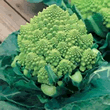 World Kitchen Romanesco Natalino Broccoli Seeds