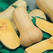 World Kitchen Sprinter F1 Butternut Squash Seeds
