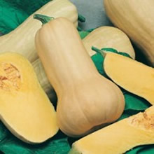 World Kitchen Sprinter F1 Butternut Squash Seeds